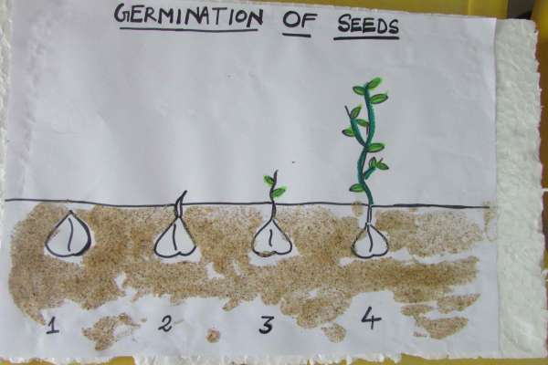 Germination Of Seeds