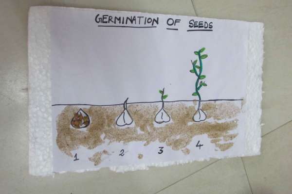 Germination Of Seeds