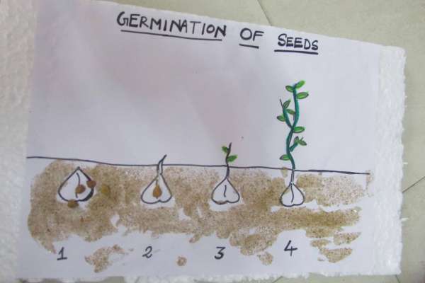 Germination Of Seeds